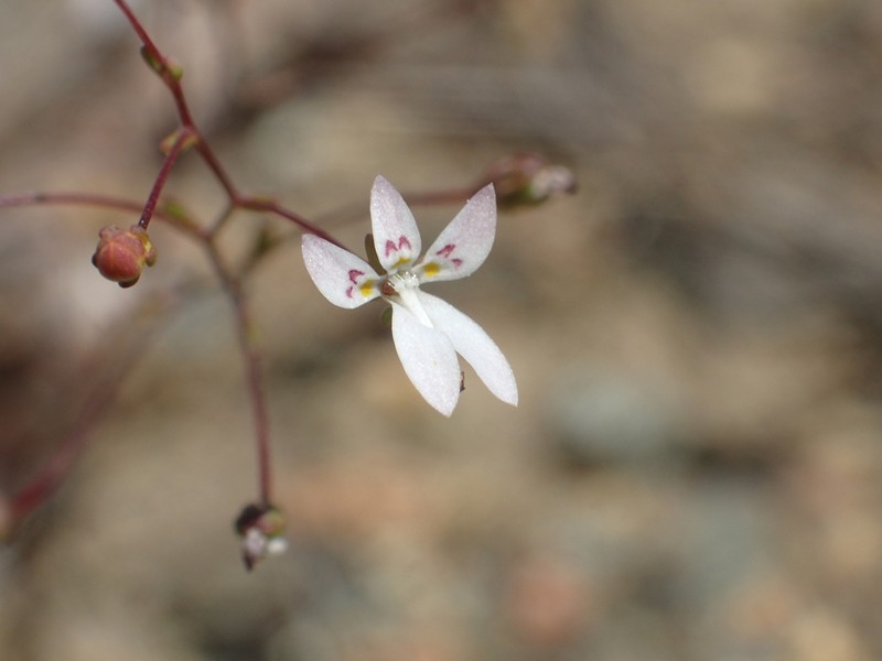 Mountain Threadplant photo 8