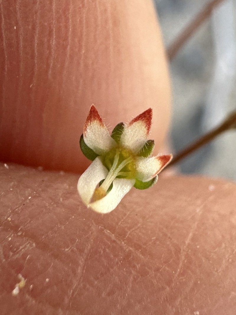 Nemacladus morefieldii
