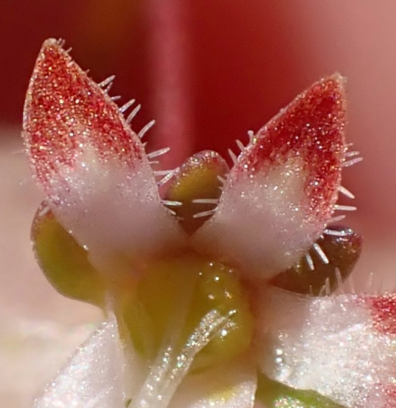 Nemacladus morefieldii photo 2