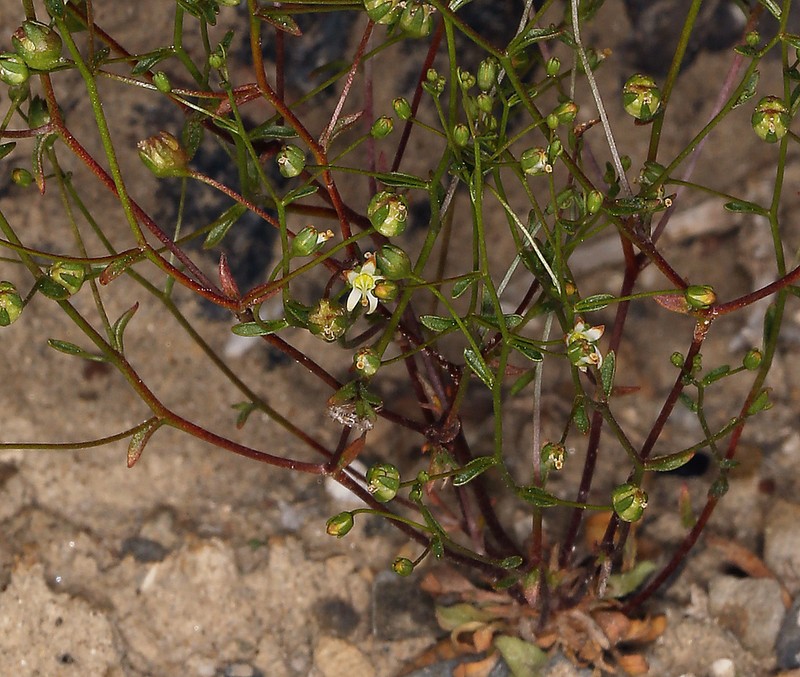 Nemacladus morefieldii photo 3