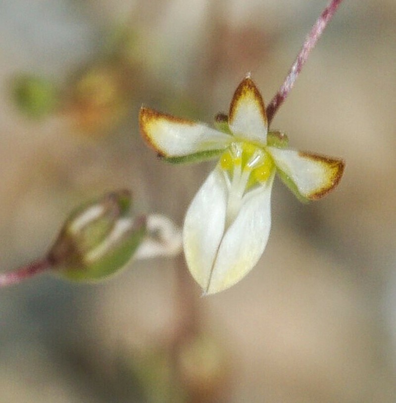Nemacladus morefieldii photo 4