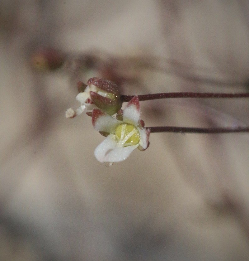 Nemacladus morefieldii photo 5