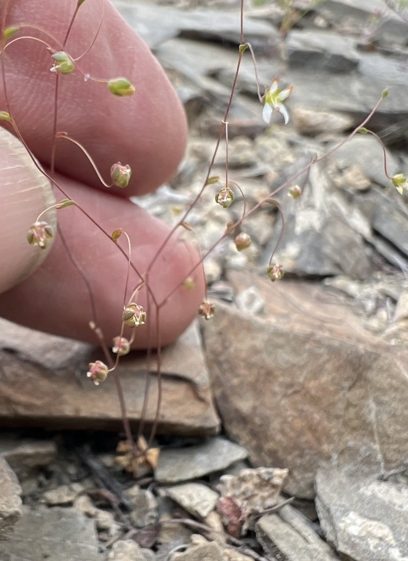 Nemacladus morefieldii photo 6