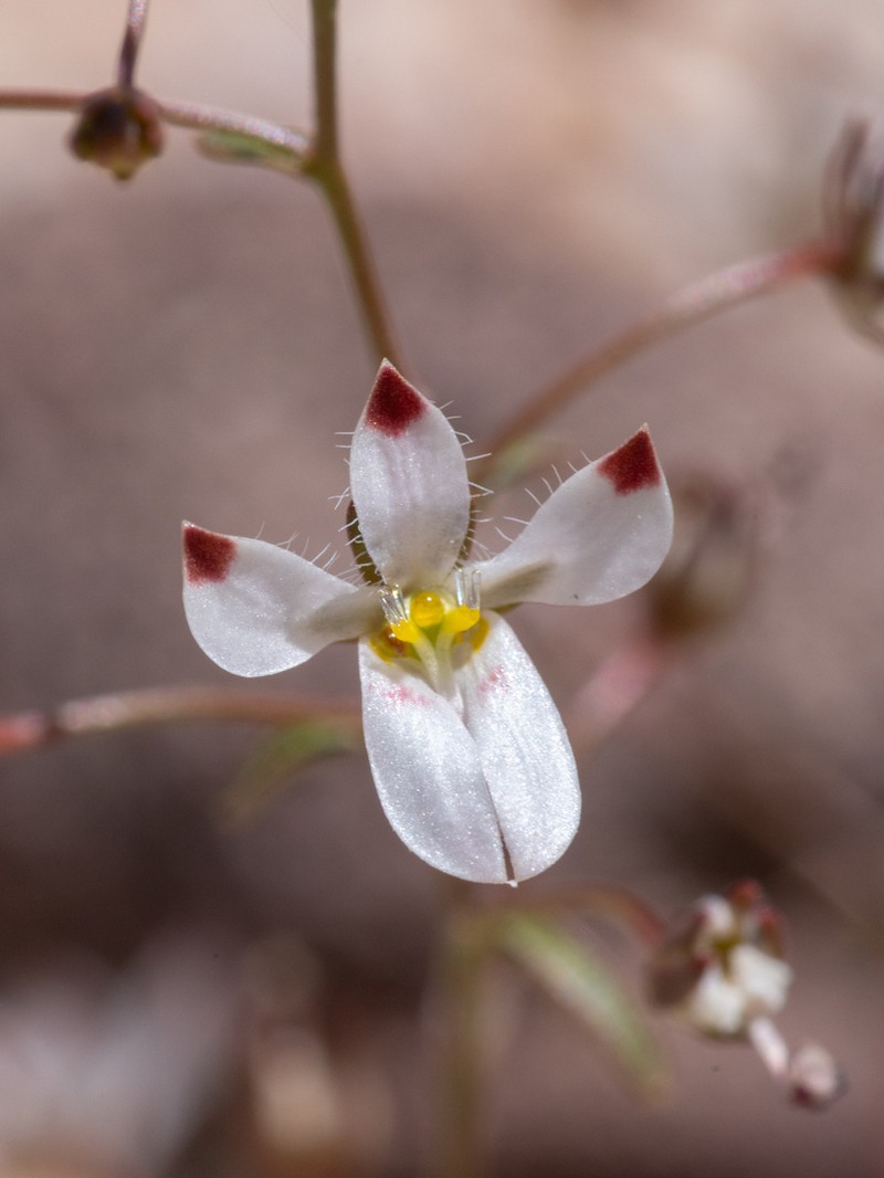 Nemacladus orientalis photo 2