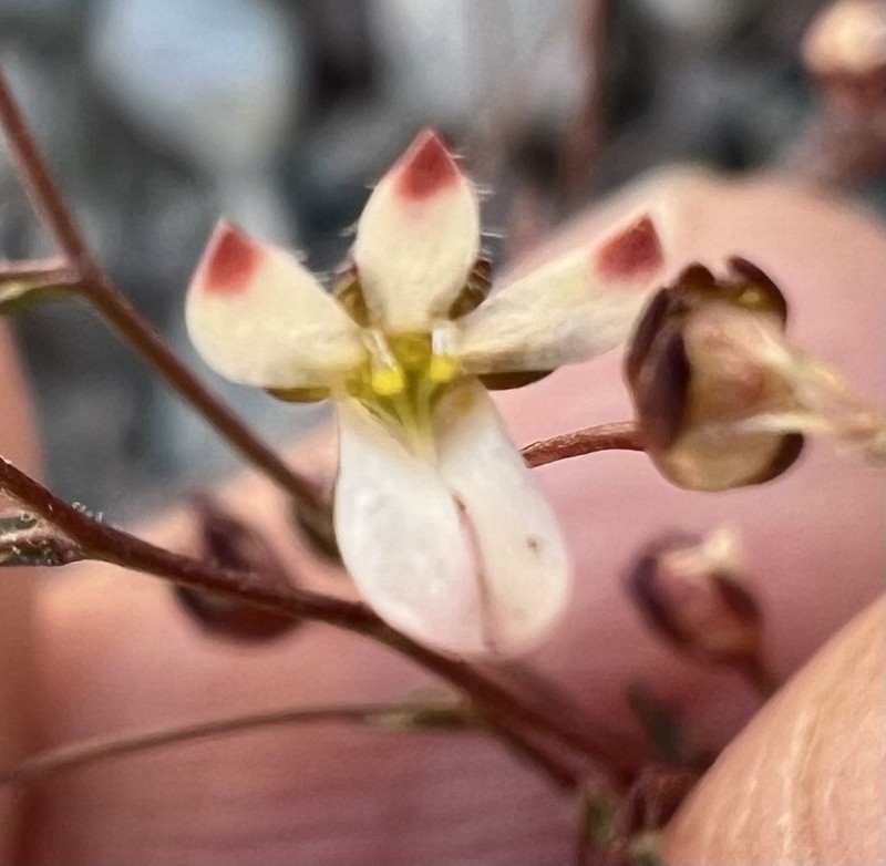 Nemacladus orientalis photo 3