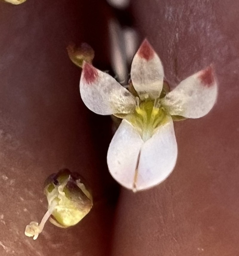 Nemacladus orientalis photo 4