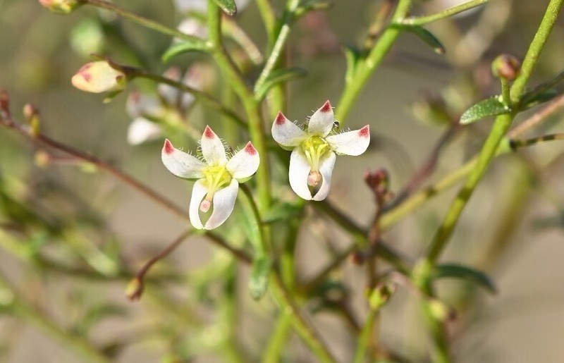 Nemacladus orientalis photo 5