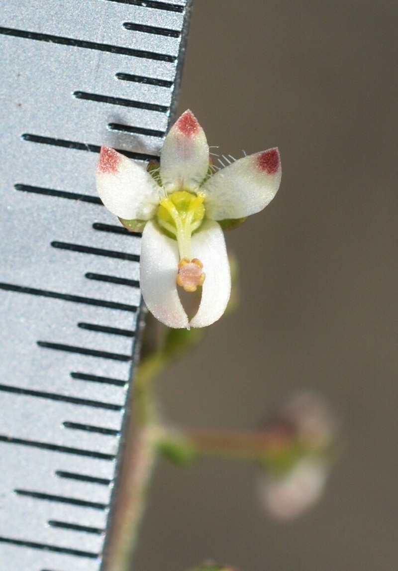 Nemacladus orientalis photo 6