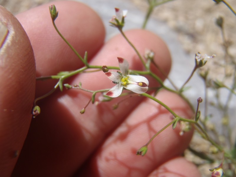 Nemacladus orientalis photo 7