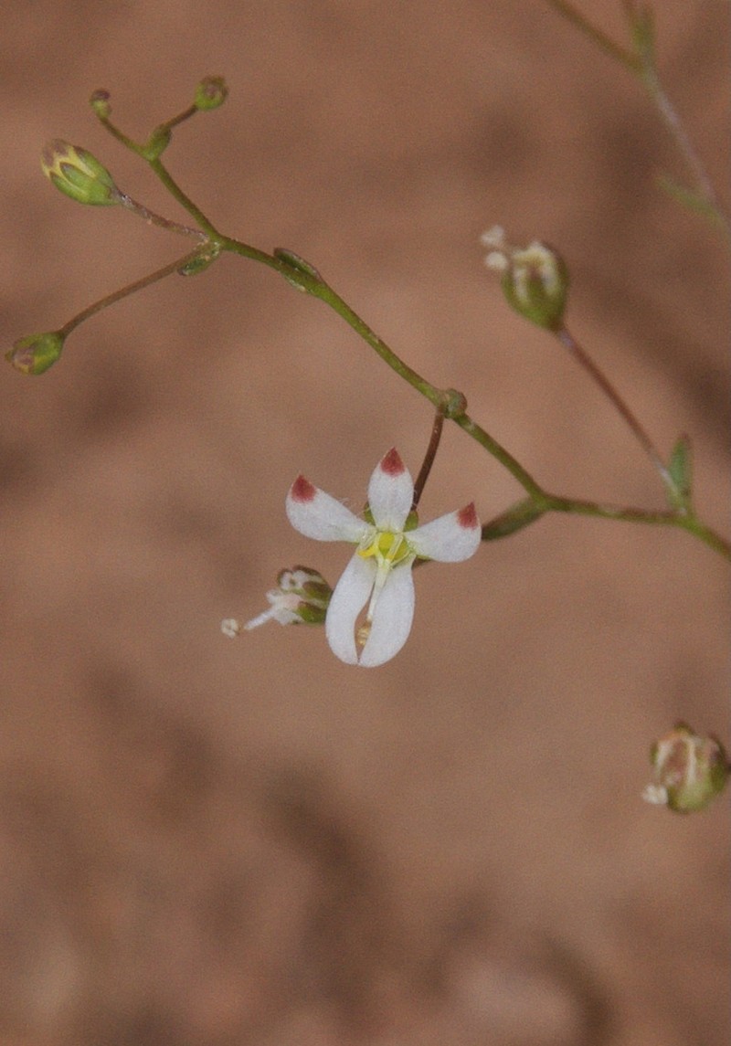 Nemacladus orientalis photo 8