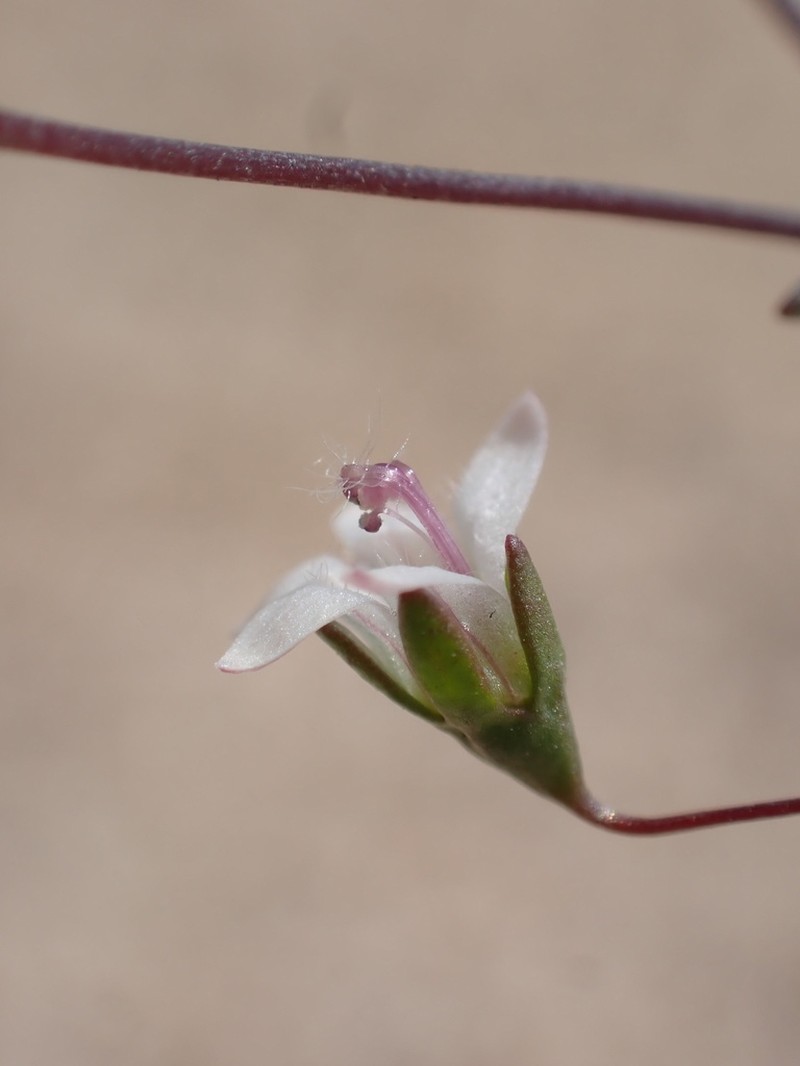 Nemacladus parikhiae