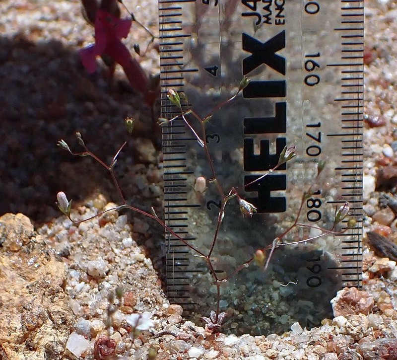 Nemacladus parikhiae photo 2