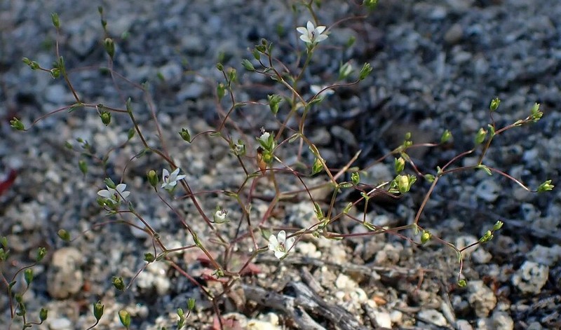 Nemacladus parikhiae photo 3