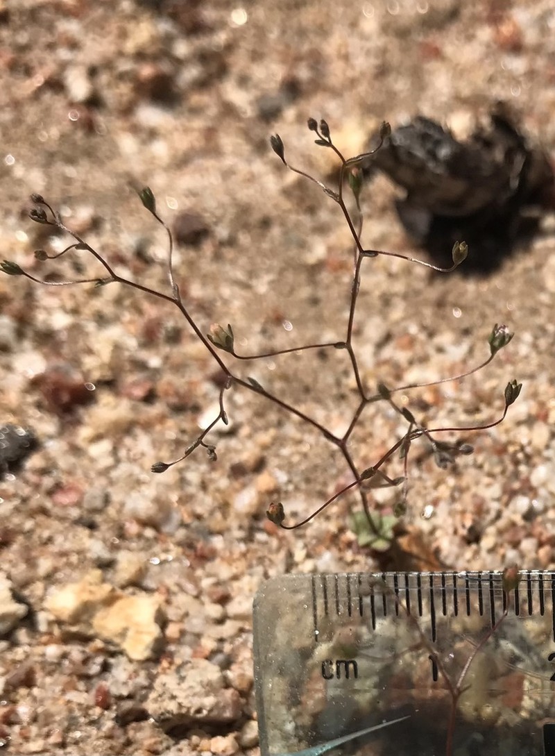 Nemacladus parikhiae photo 4