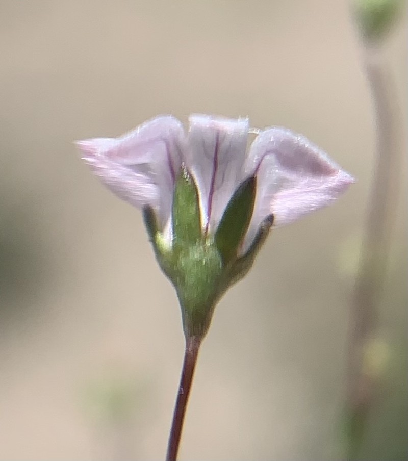 Nemacladus parikhiae photo 5