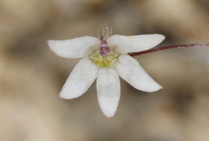 Nemacladus parikhiae photo 6