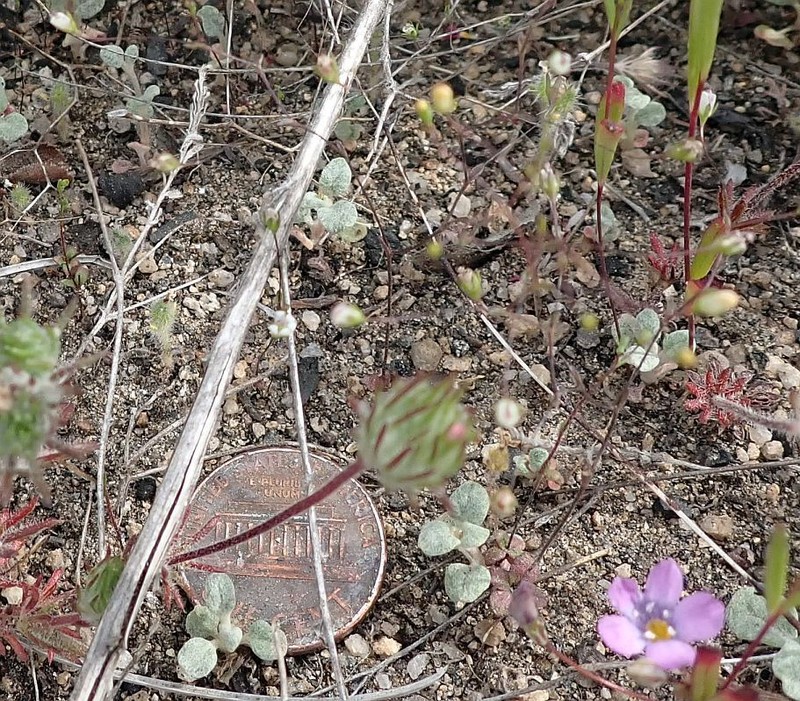 Nemacladus parikhiae photo 7