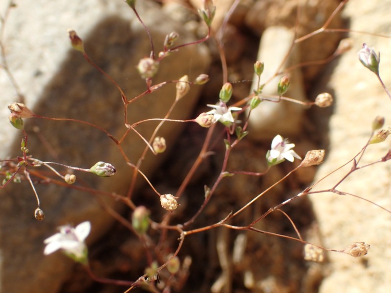 Nemacladus parikhiae photo 8