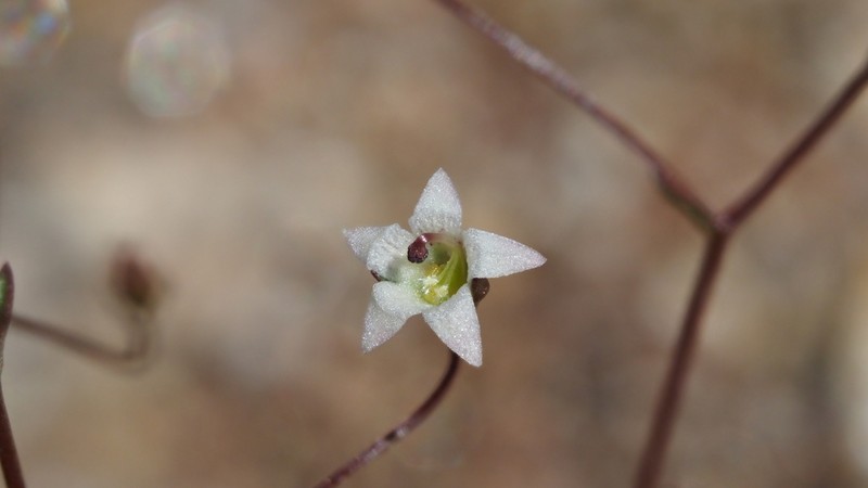 Combleaf Threadplant