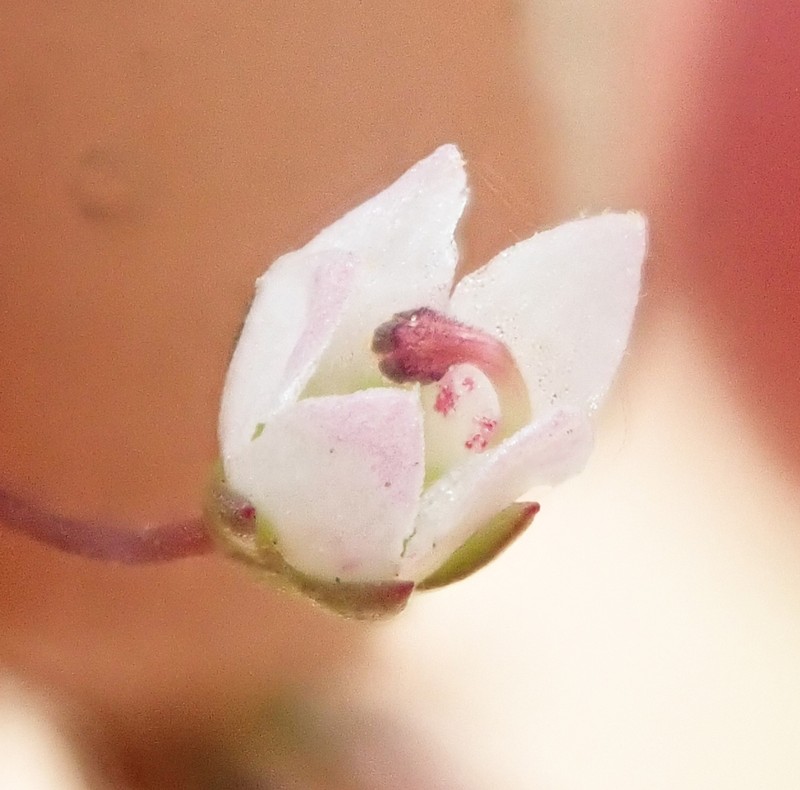 Combleaf Threadplant photo 2