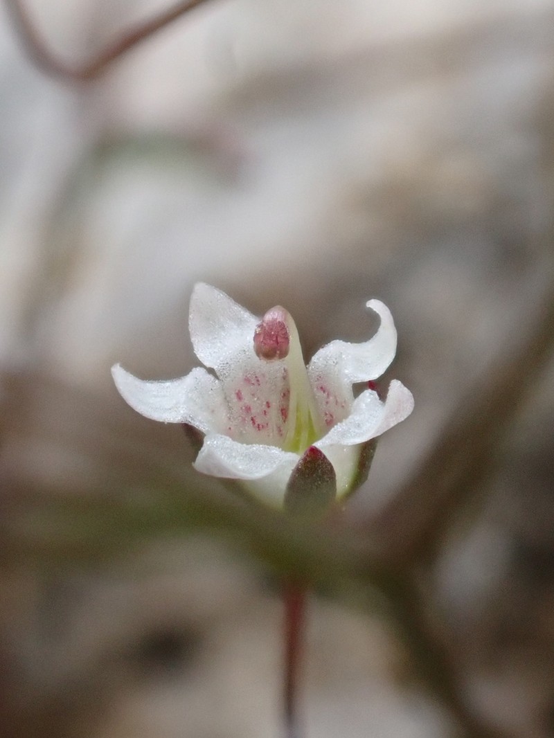 Combleaf Threadplant photo 3