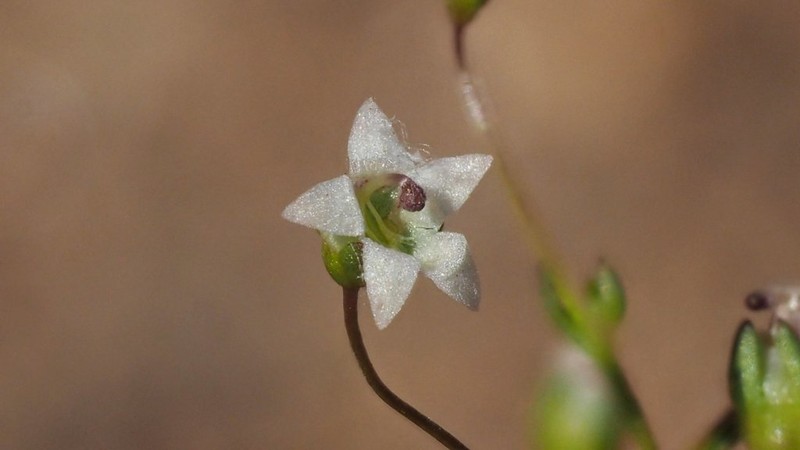 Combleaf Threadplant photo 4