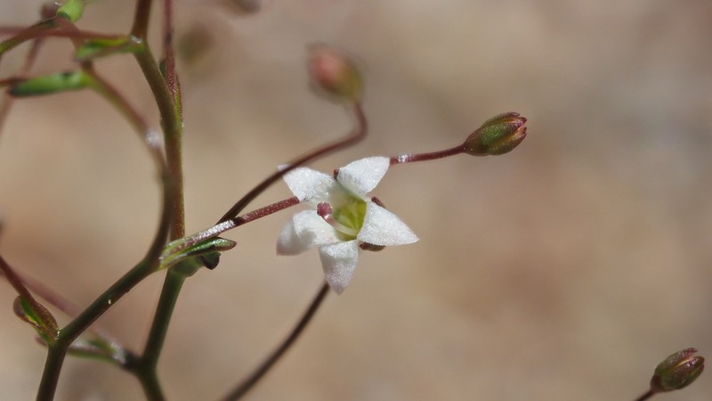 Combleaf Threadplant photo 5