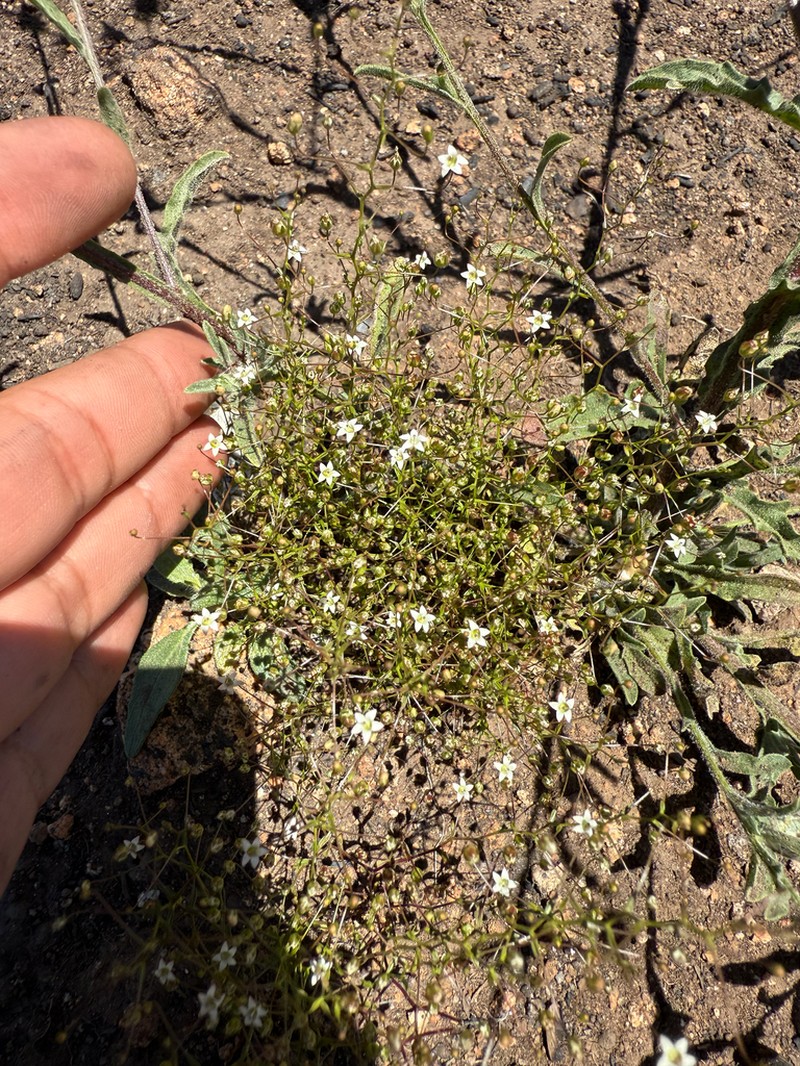 Combleaf Threadplant photo 6