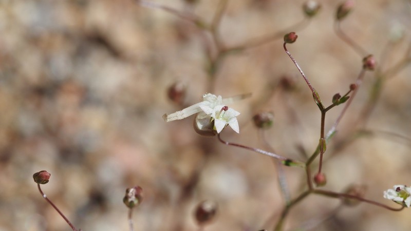 Combleaf Threadplant photo 7