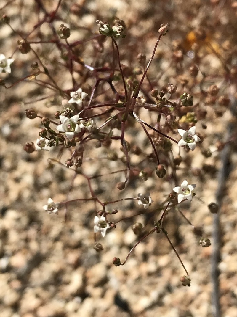 Combleaf Threadplant photo 8