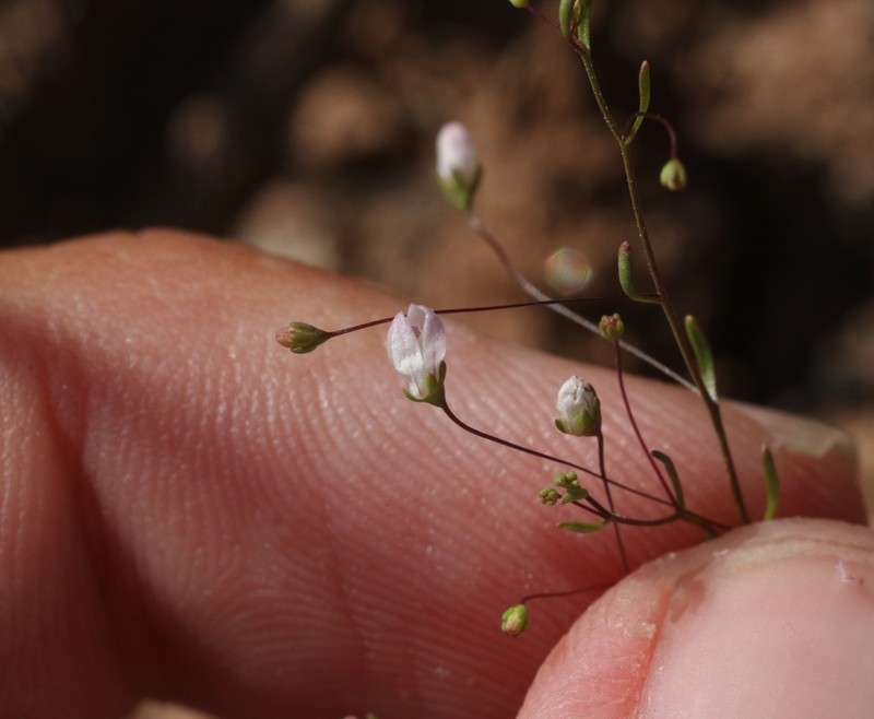 Smallflower Threadplant