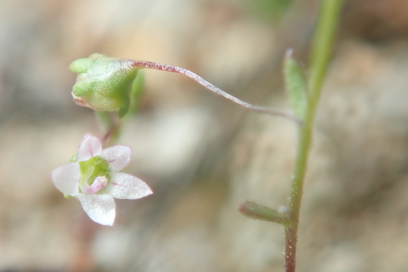 Smallflower Threadplant photo 3