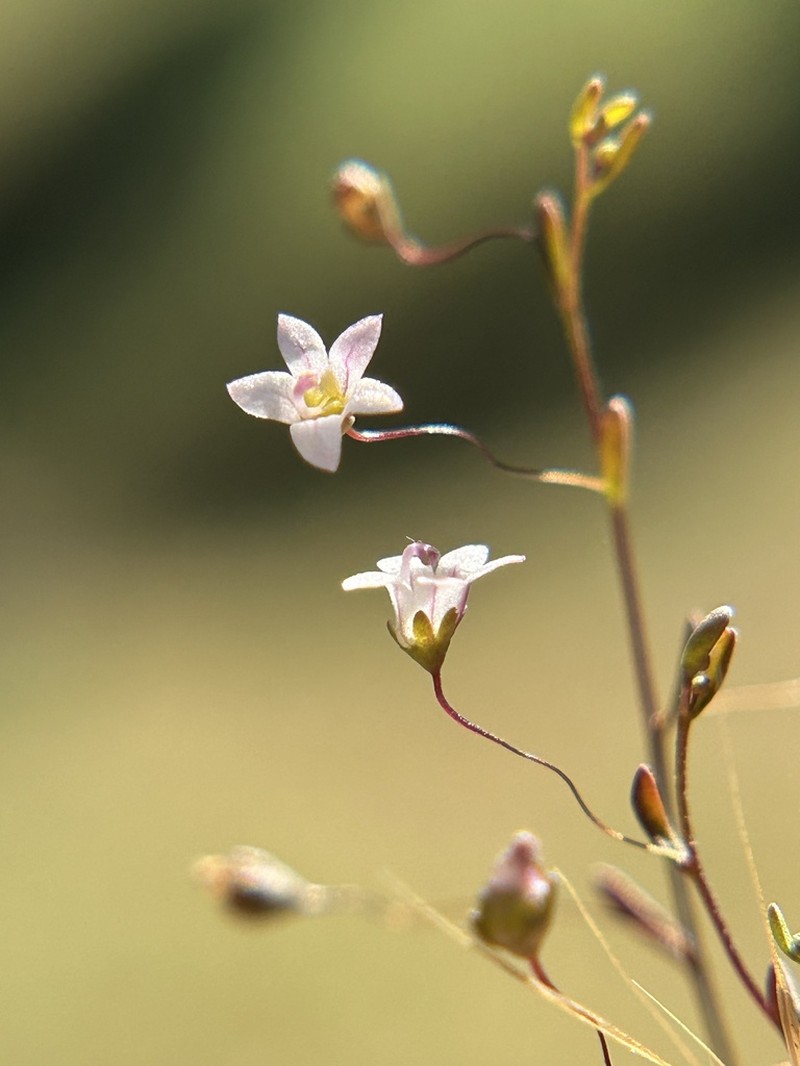 Smallflower Threadplant photo 4