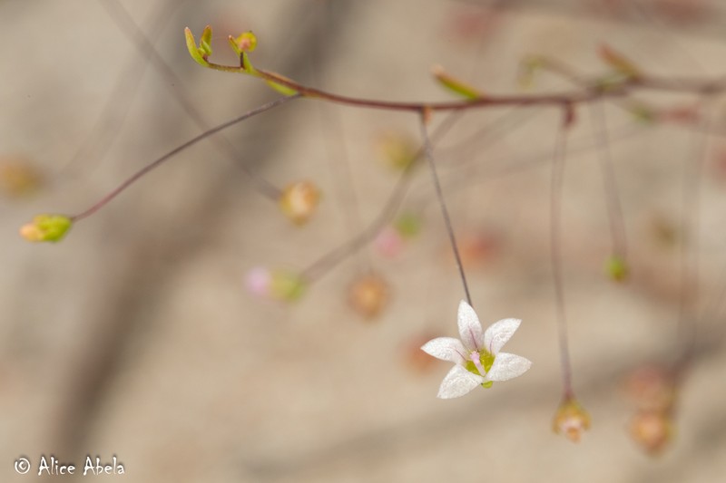 Smallflower Threadplant photo 5