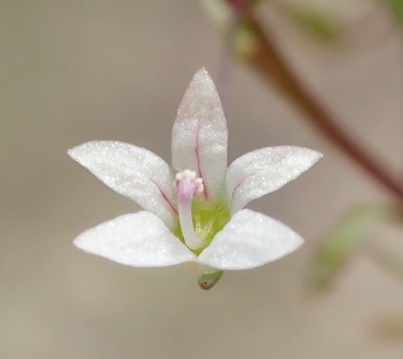 Smallflower Threadplant photo 6