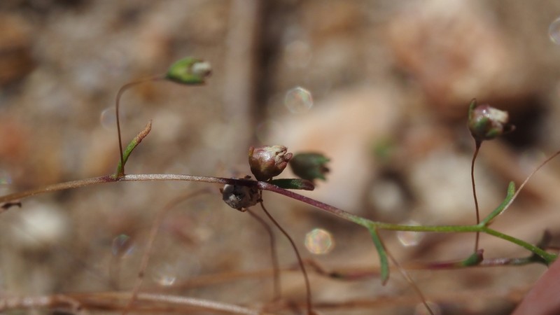 Smallflower Threadplant photo 7