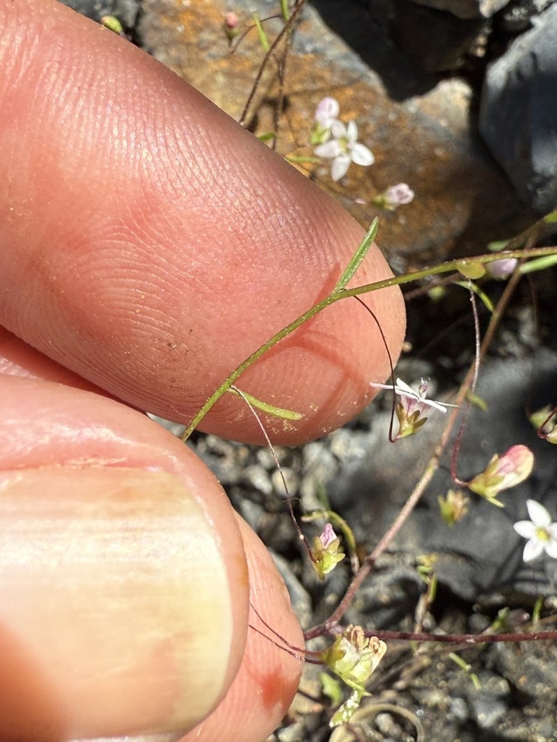 Smallflower Threadplant photo 8