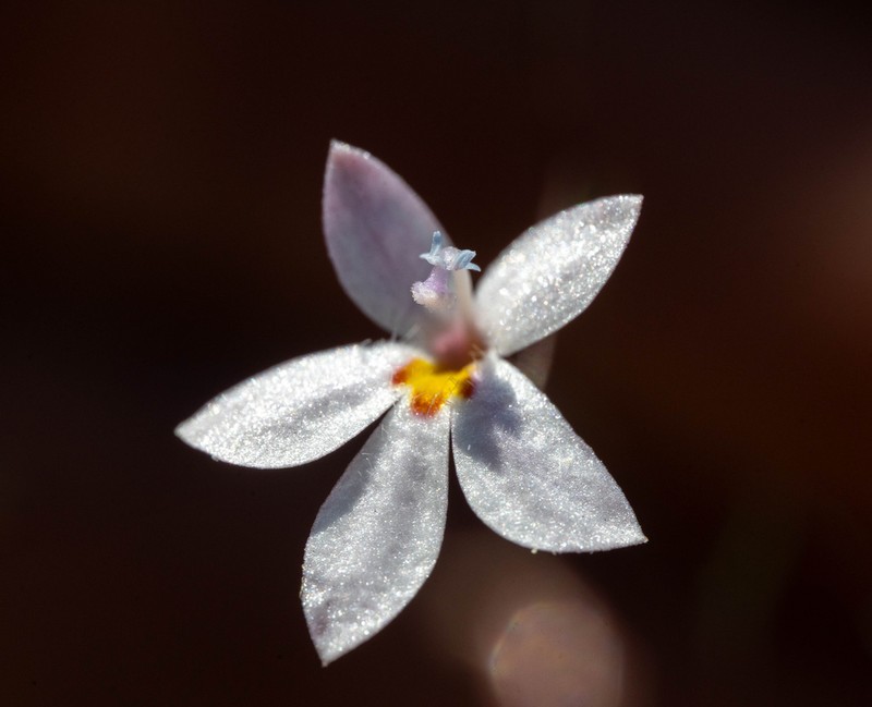 Nemacladus richardsiae