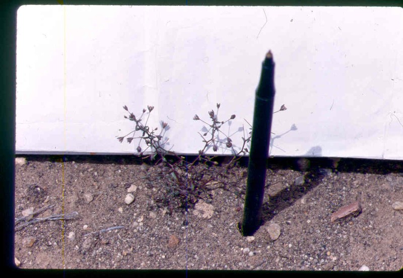 Stoutstem Threadplant