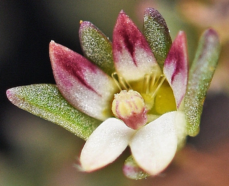 Stoutstem Threadplant photo 2