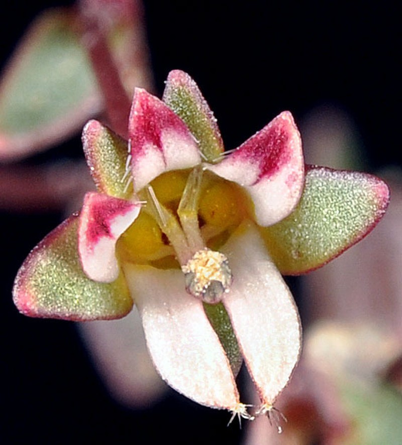 Stoutstem Threadplant photo 3