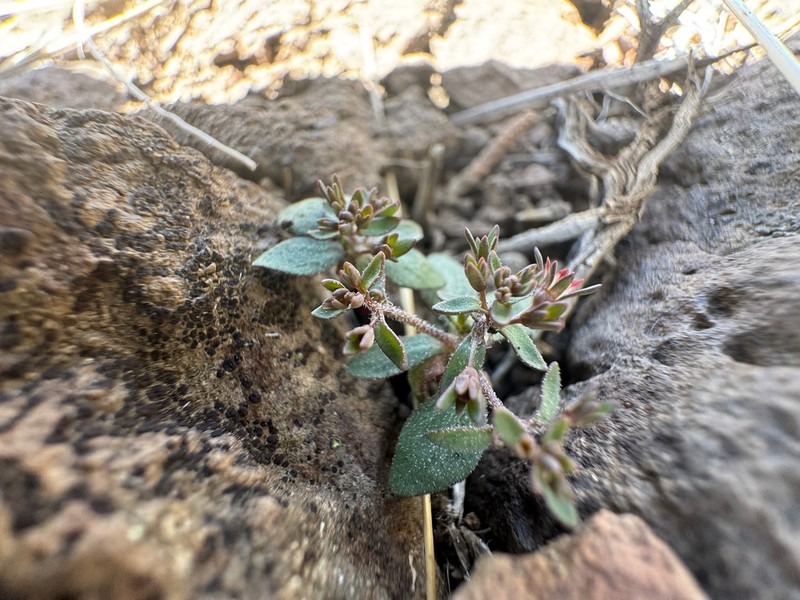 Stoutstem Threadplant photo 4