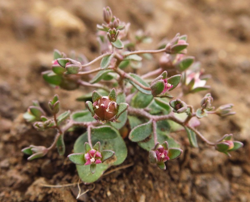 Stoutstem Threadplant photo 5