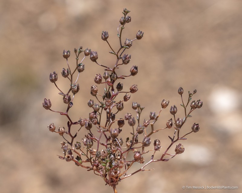 Stoutstem Threadplant photo 6