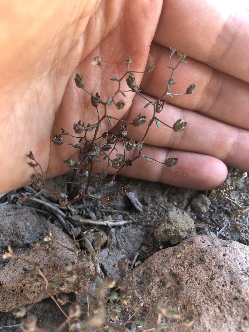 Stoutstem Threadplant photo 7