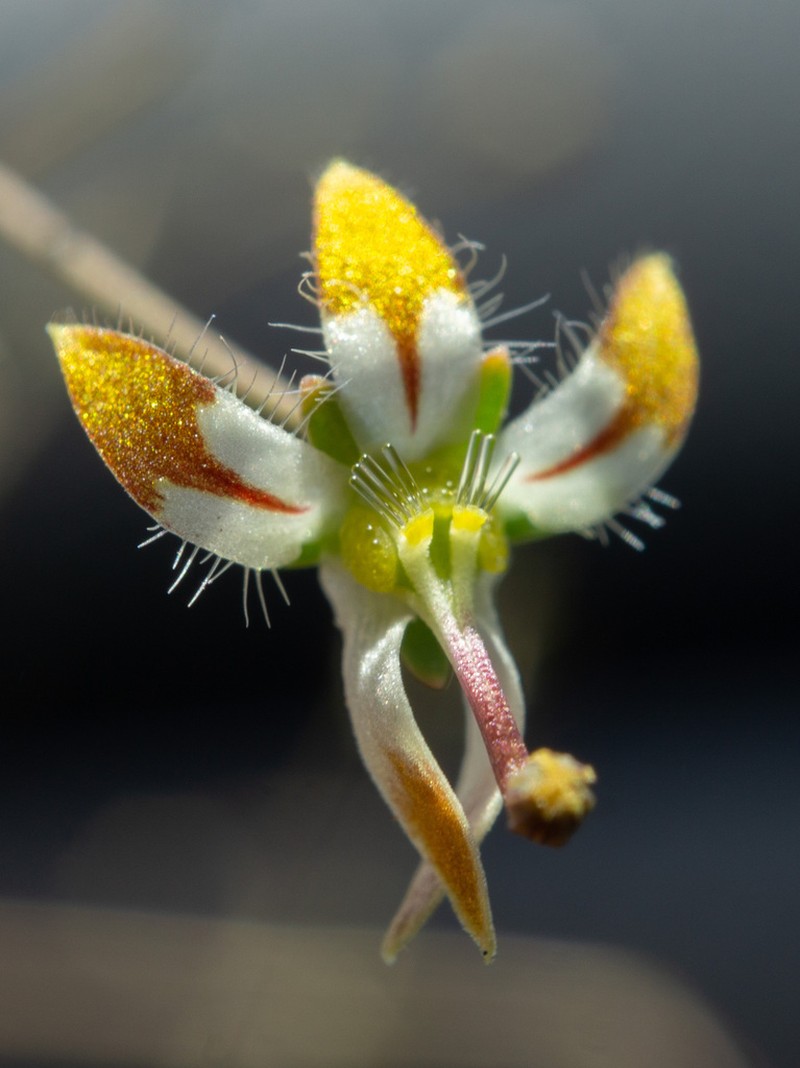Desert Threadplant