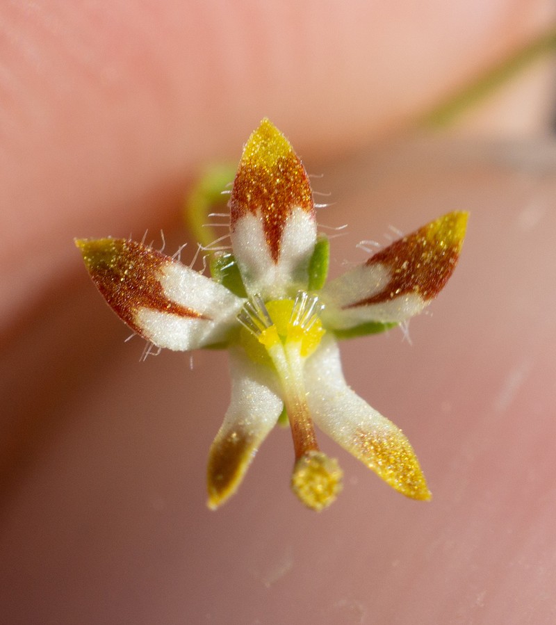 Desert Threadplant photo 4