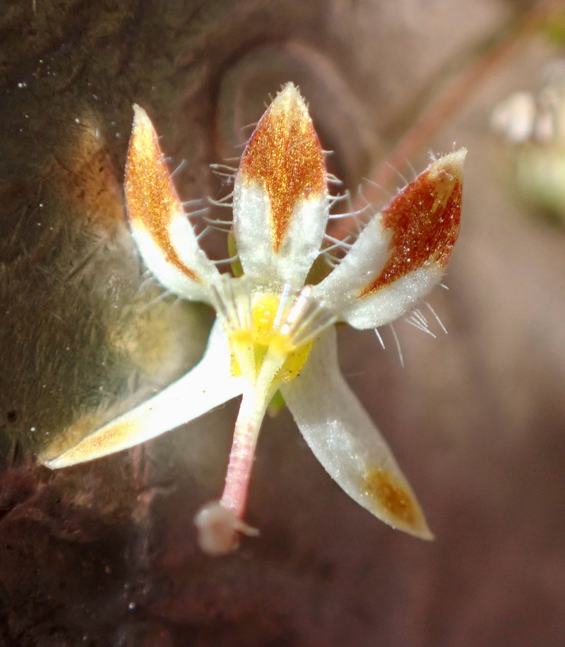 Desert Threadplant photo 6