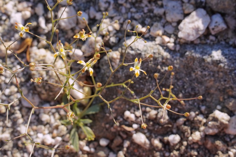 Desert Threadplant photo 7