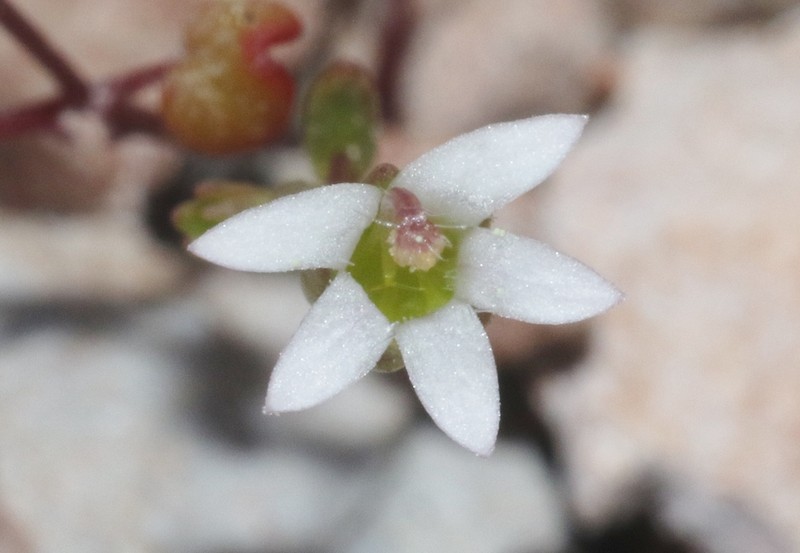 Onesided Threadplant